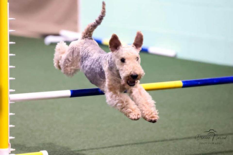 Tolyn’s Cairo Jameson; Call Name: Cairo;Owner/Handler: Amy Frye; Breeder: Lynn McCain. photo by Deanna Norwood Photograph