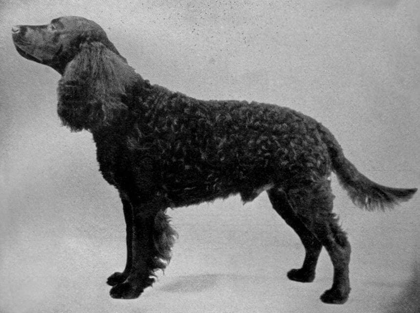 American Water Spaniel (1)