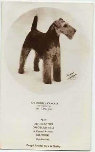 Ch Oregill Cracker (1)