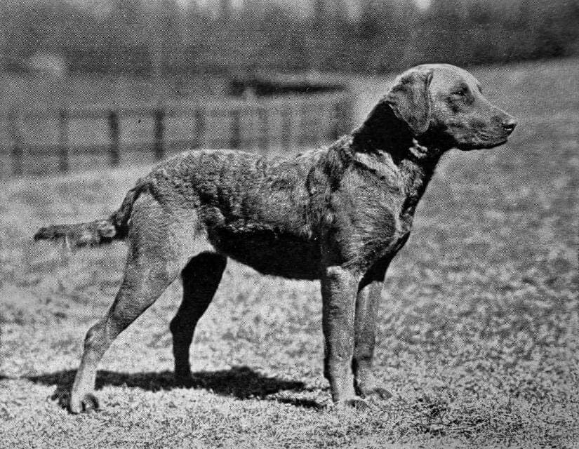 Chesapeake Bay Retriever (1)