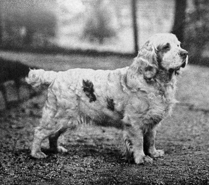Clumber Spaniel (1)