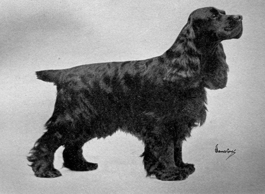 Cocker Spaniel (1)