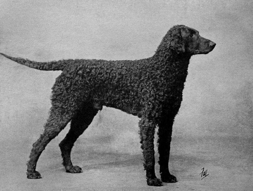 Curly-Coated Retriever (1)