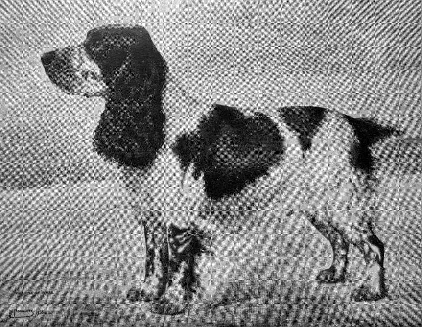 English Cocker Spaniel (1)