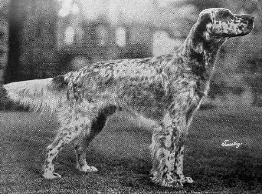 English Setter (1)