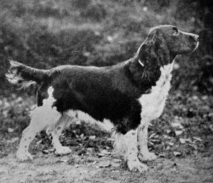 English Springer Spaniel (1)
