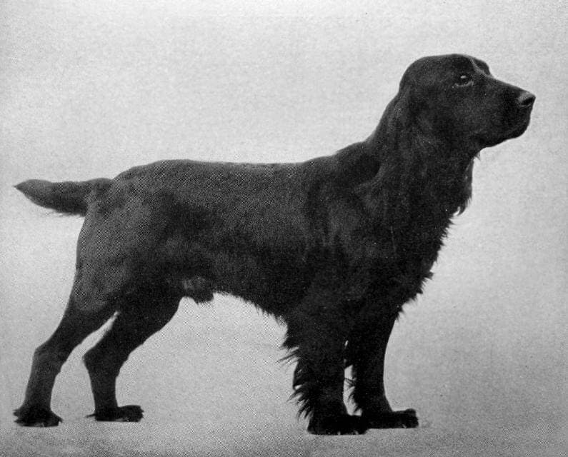 Field Spaniel (1)