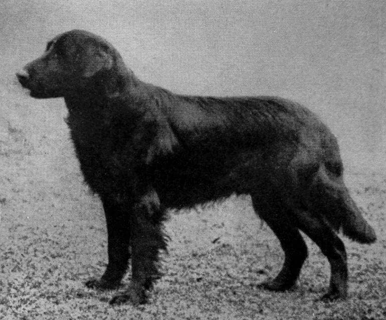 Flat-Coated Retriever (1)