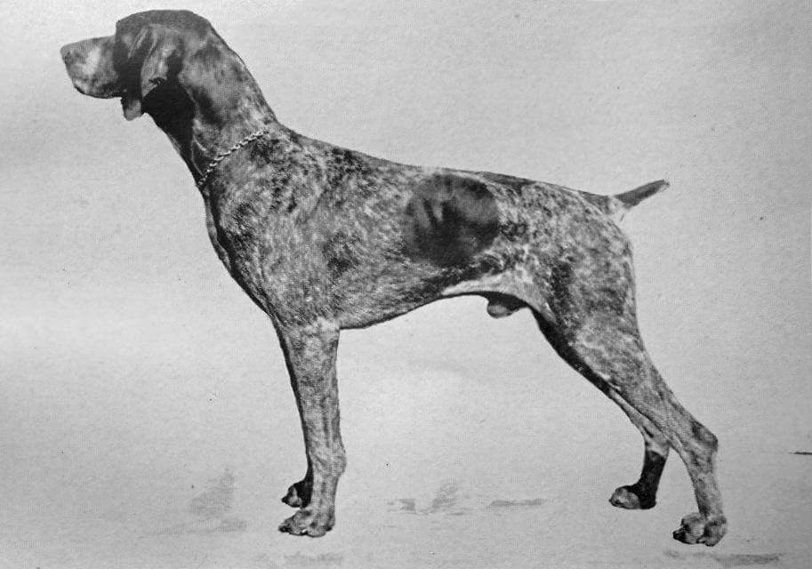 German Shorthaired Pointer (1)