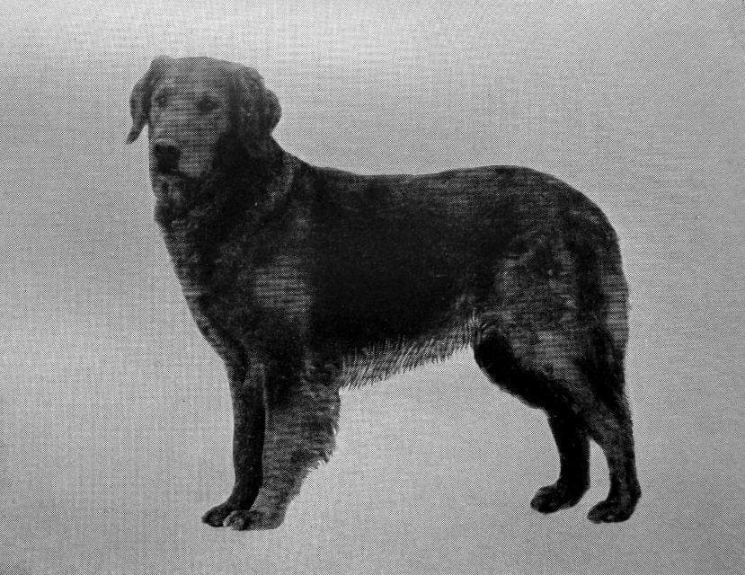 Golden Retriever (1)