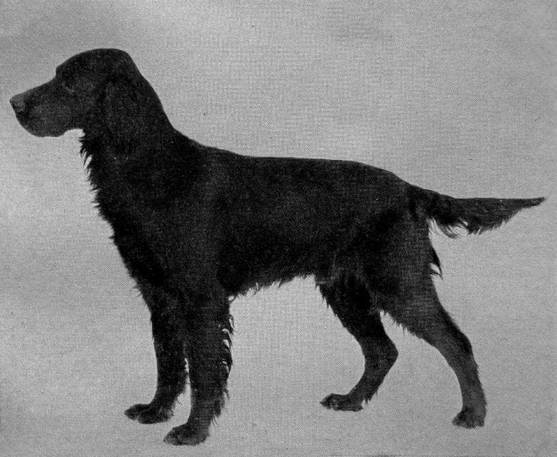 Gordon Setter (1)