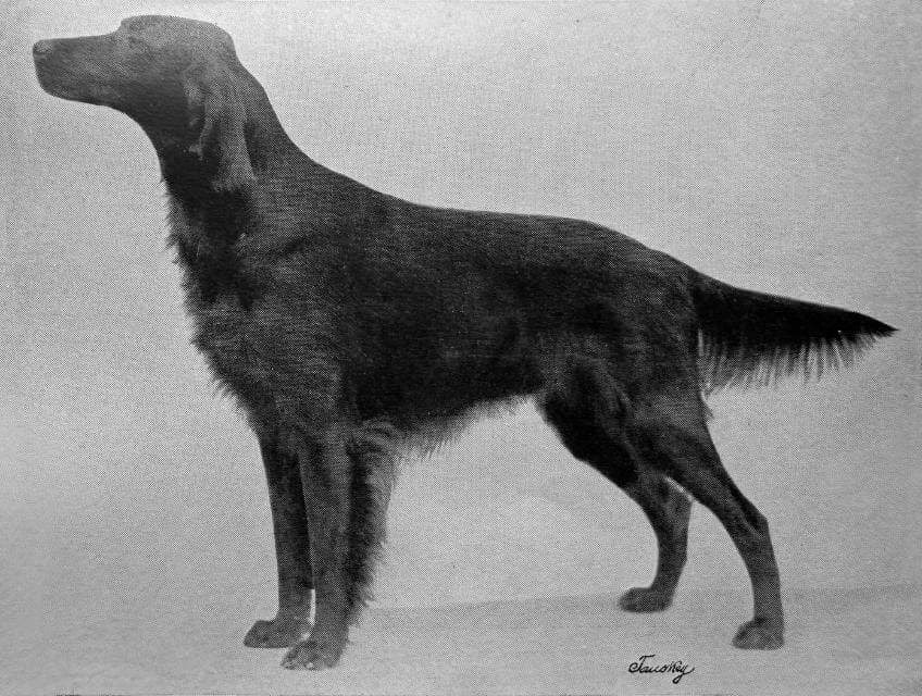 Irish Setter (1)