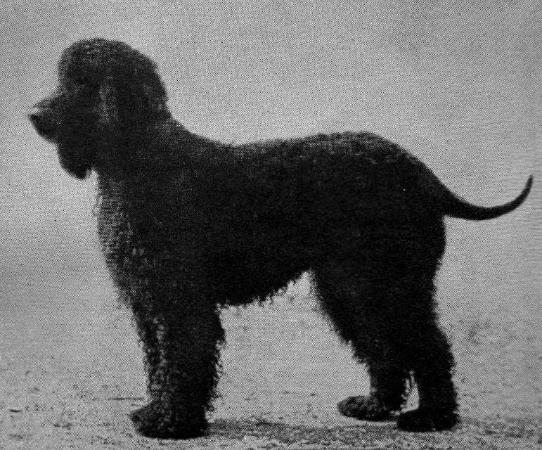 Irish Water Spaniel (1)