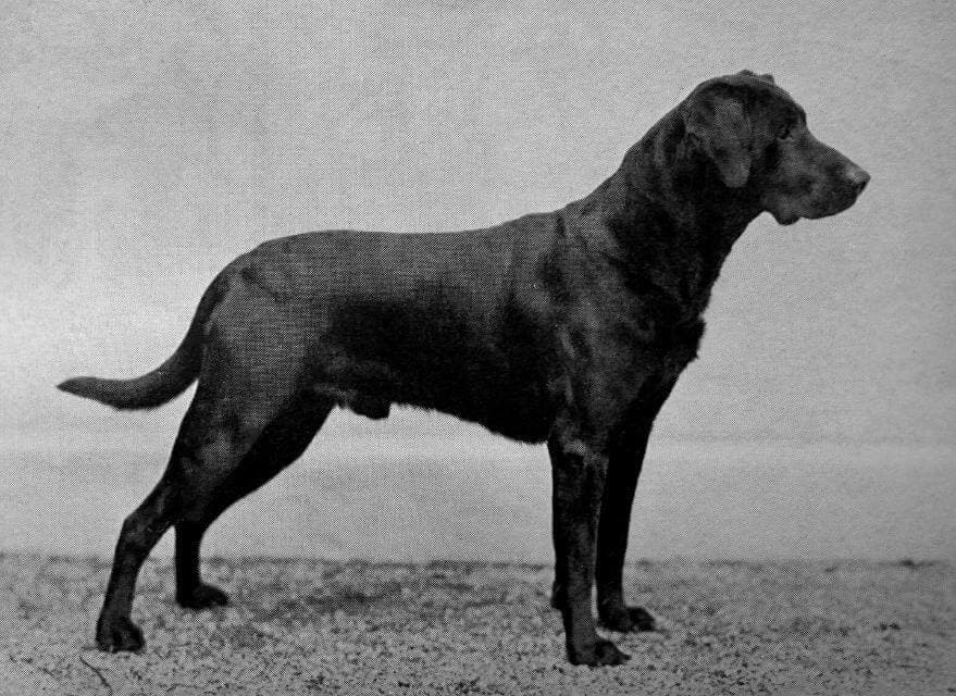 Labrador Retriever (1)