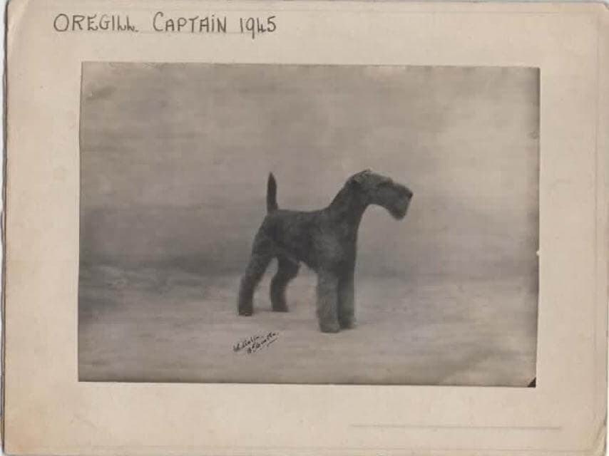 Oregill Captain (1)