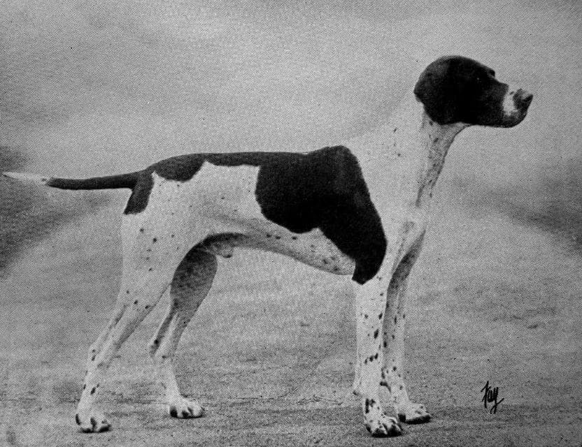 Pointer (1)