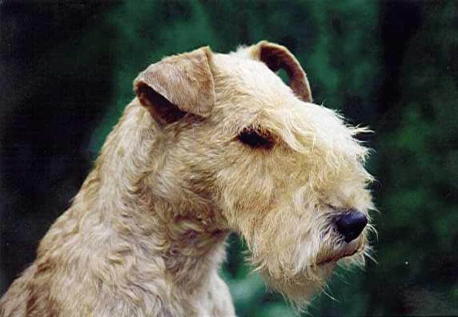 lakie head (1)