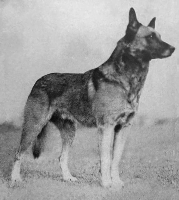 Belgian Malinois (1)