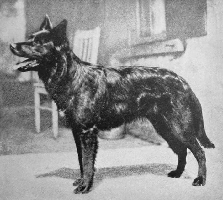 Belgian Sheepdog (1)