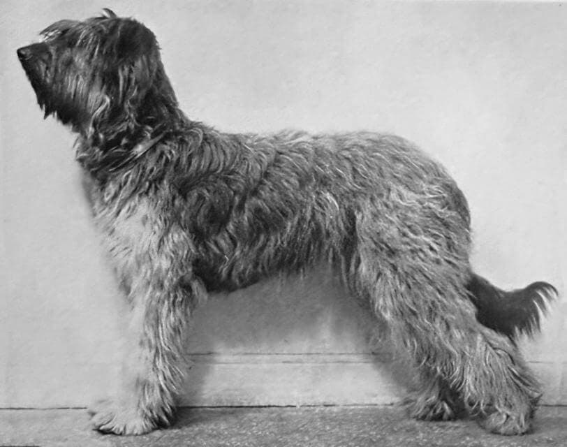 Briard (1)