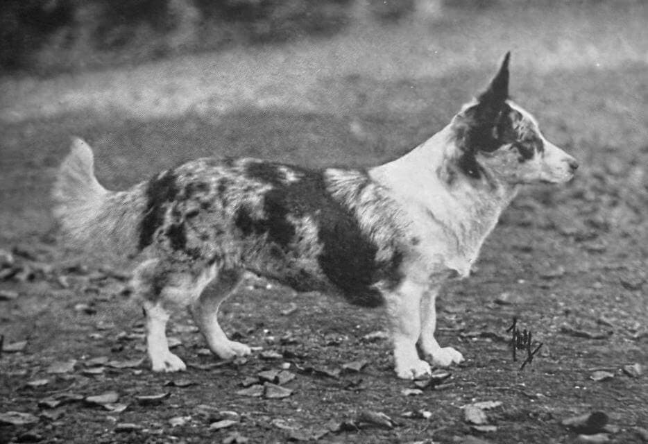 Cardigan Welsh Corgi (2)