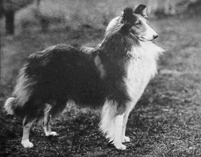Collie (Rough) (1)
