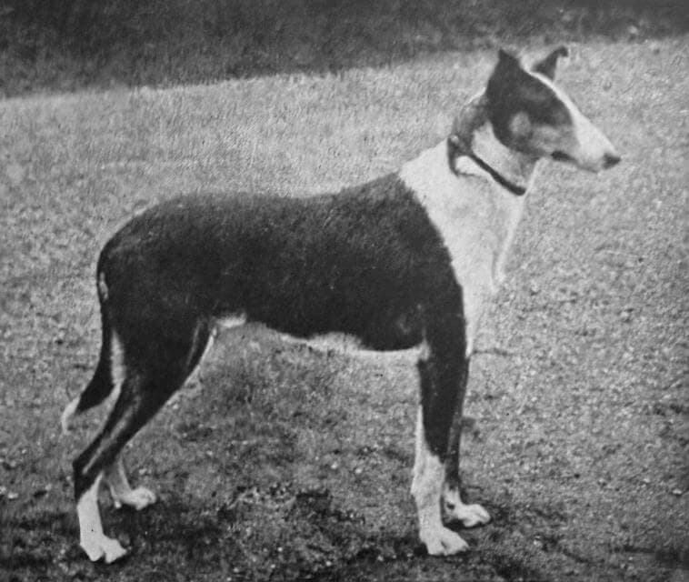 Collie (Smooth) (1)