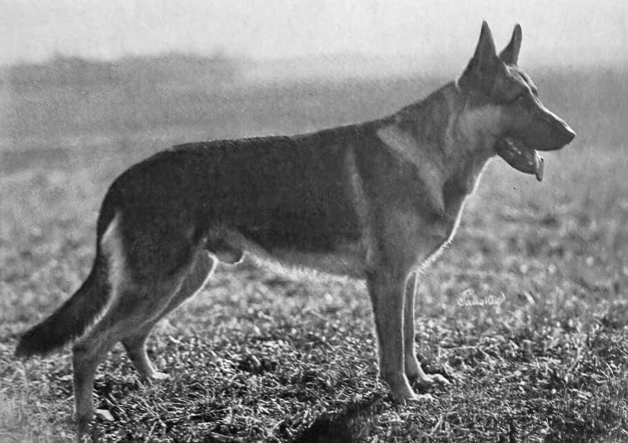 German Shepherd Dog (1)