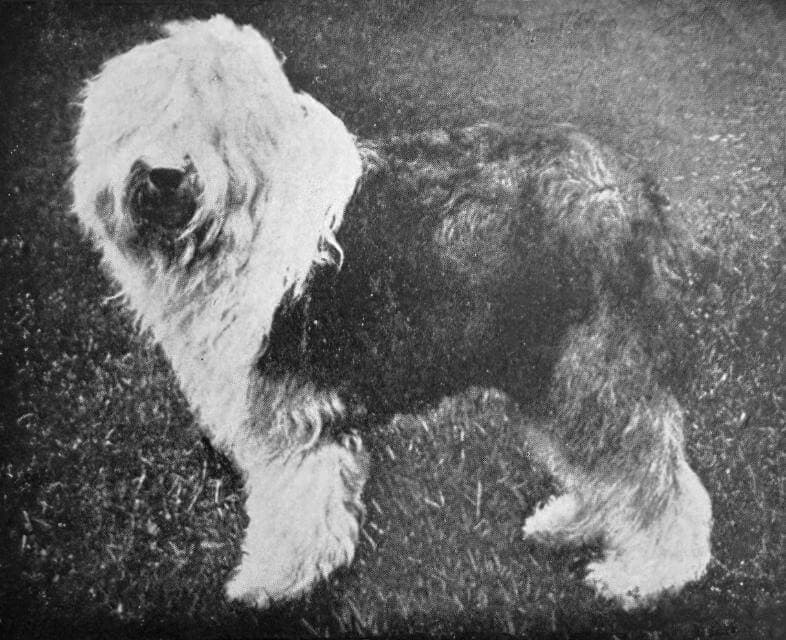 Old English Sheepdog (1)