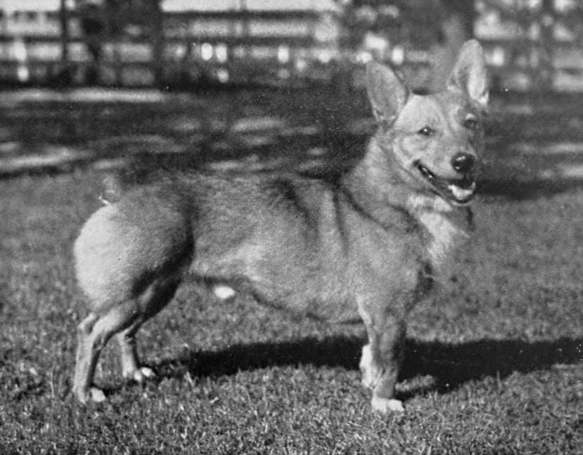 Pembroke Welsh Corgi (1)