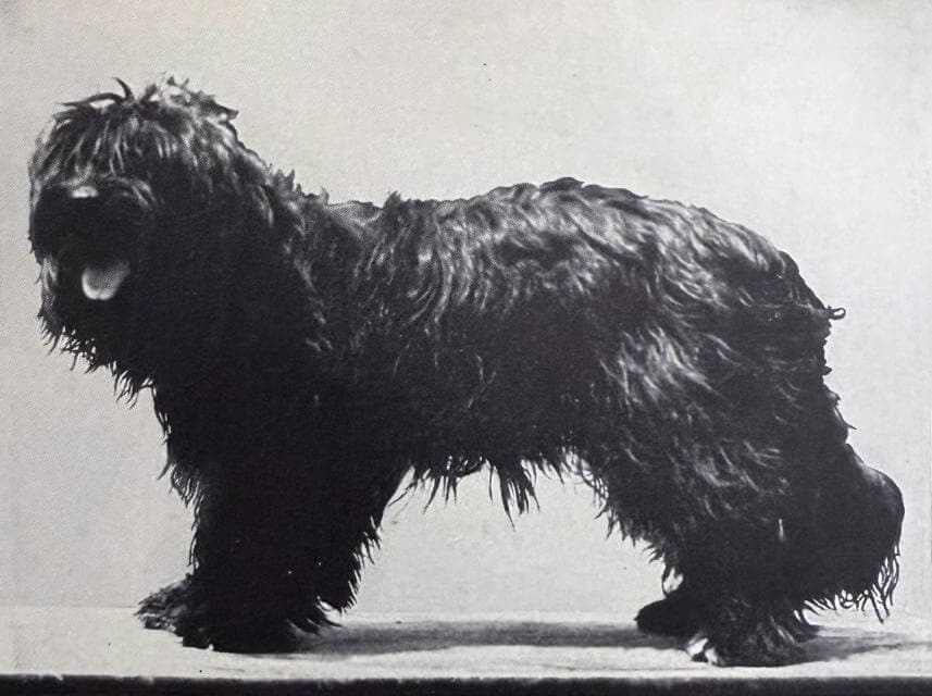 Puli (1)