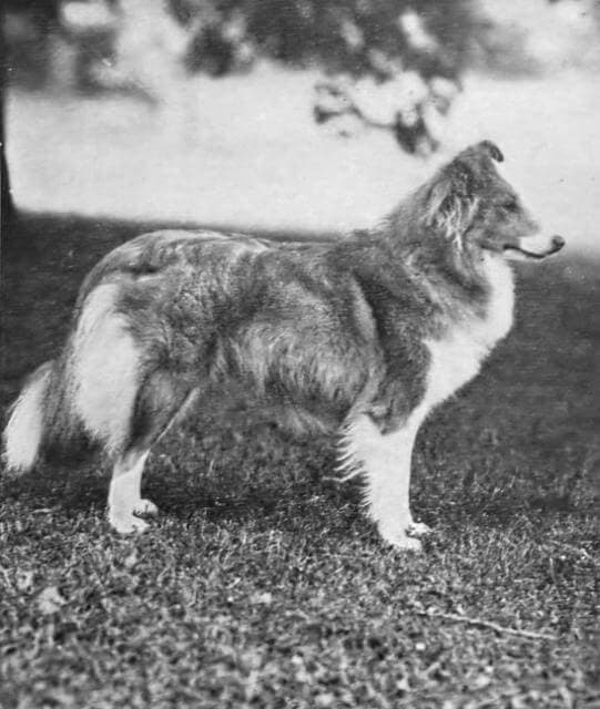 Shetland Sheepdog (1)