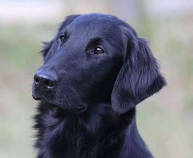 The Flat-Coat head has a foreface that is well-filled with dark, almond-shapedeyes. The stop is barely perceivable