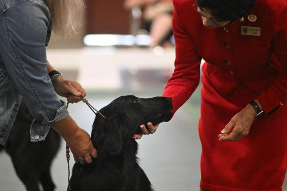 Puppy eager to meet the judge