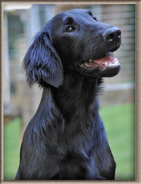 The Flat-Coat head has a foreface that is well-filled with dark, almond-shapedeyes. The stop is barely perceivable