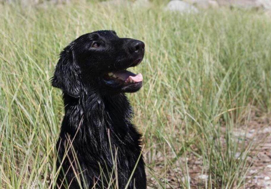 Lovely, classic head. Ears at eye level when dog isrelaxed. Head molding is easily seen