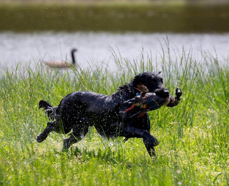 Dog working in the field.