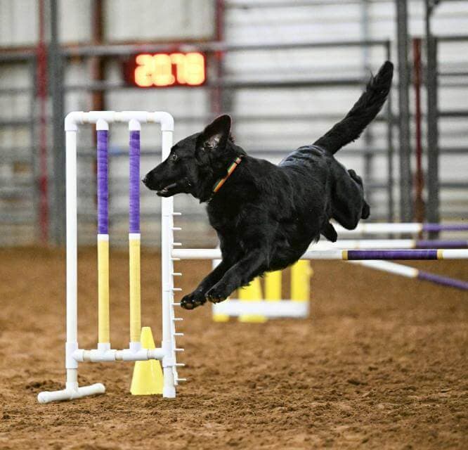 Flat-Coated Retriever