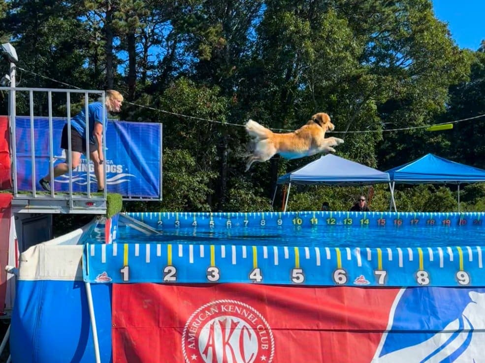 22 Dock Diving