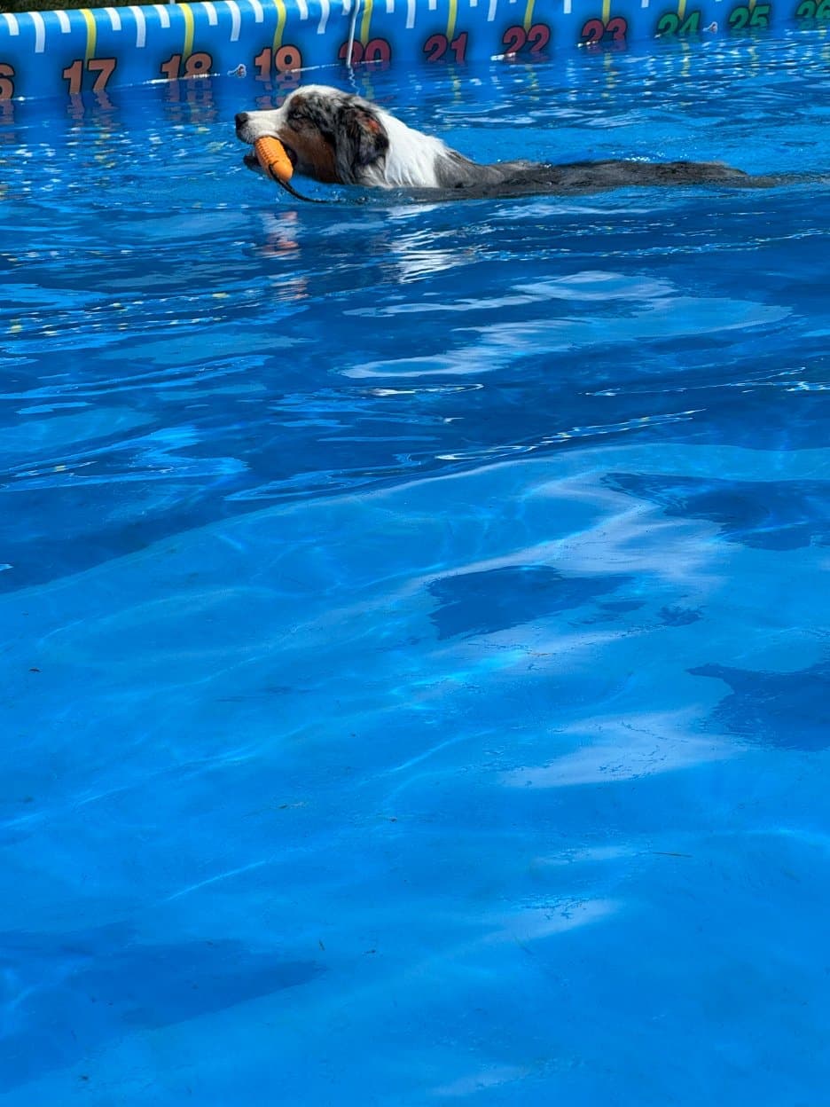 24 Dock Diving