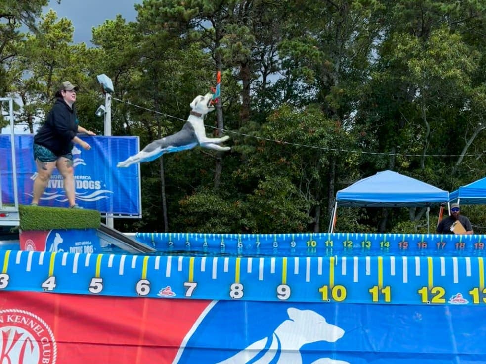 25 Dock Diving