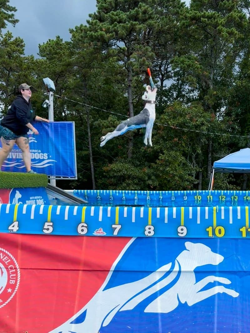 26 Dock Diving