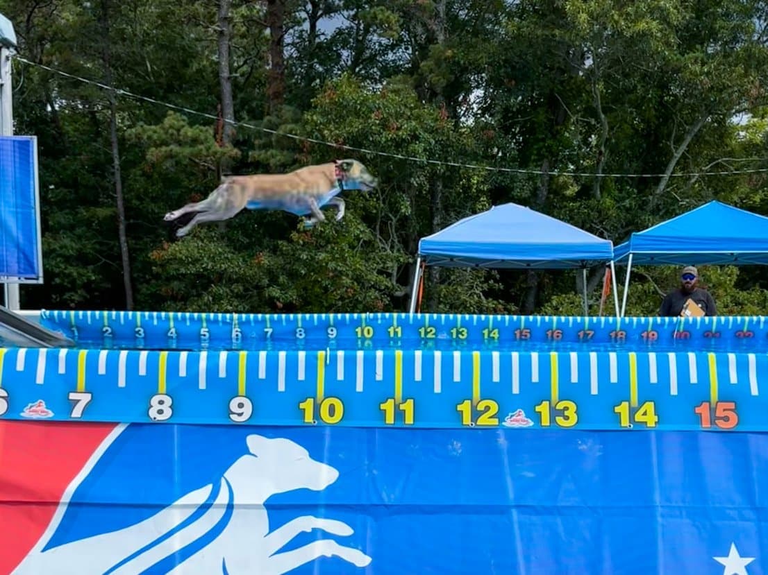 27 Dock Diving