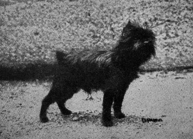 Affenpinscher (1)