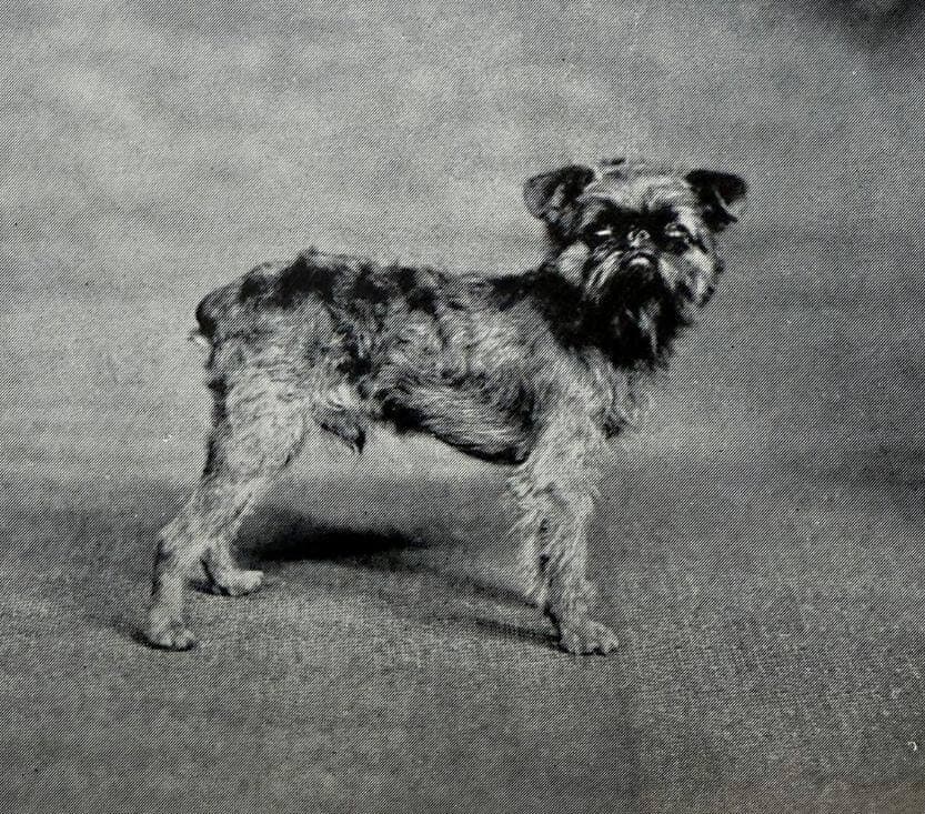 Brussels Griffon (1)