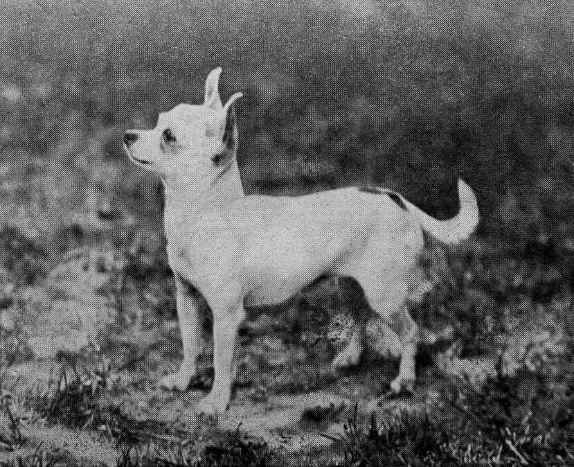 Chihuahua (1)
