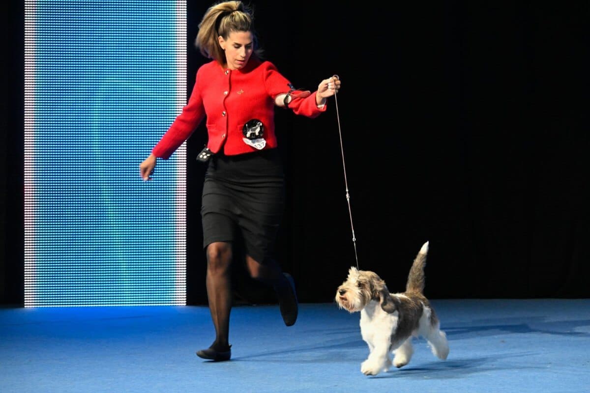 Petit Basset Griffon Vendéen Black Majesty Some Say (Croatia) Owner: Iva Raič
