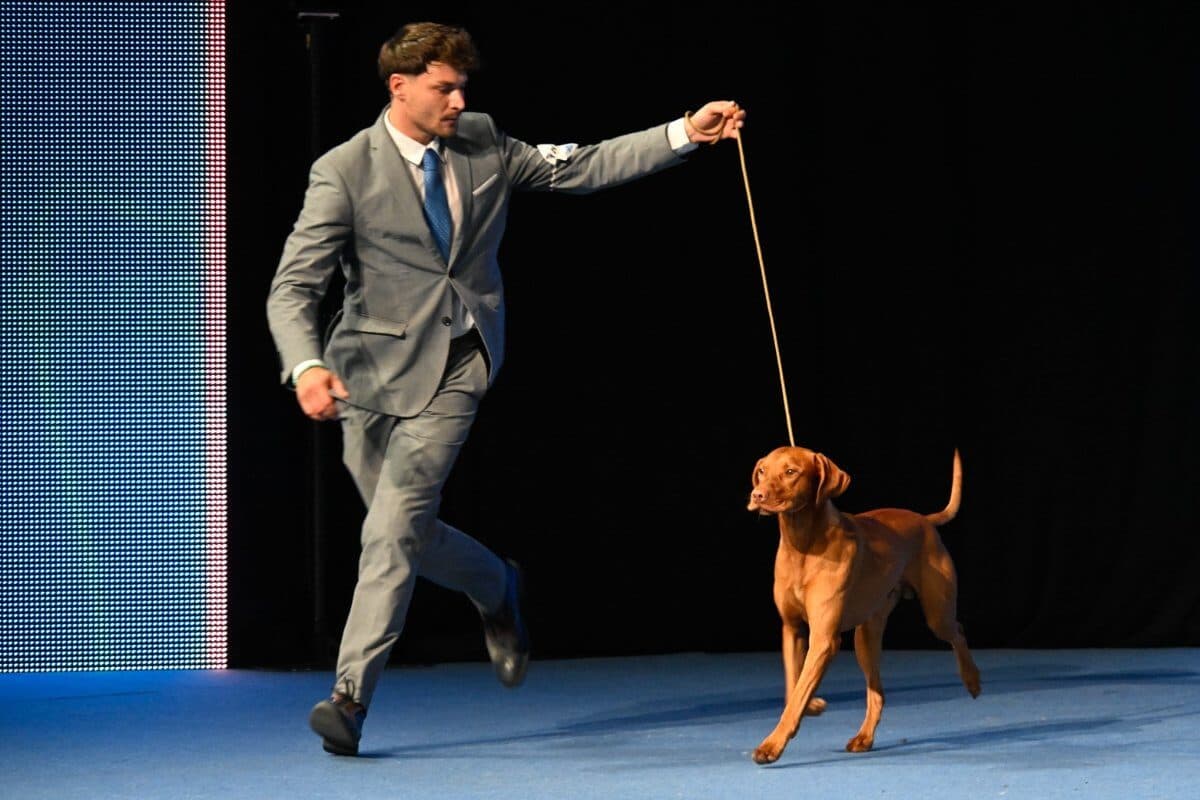 Vizsla (Hungarian Short-Haired Pointer) Butterfly Hunter Casper (Hungary) Owner: Amadé Géza Chikán