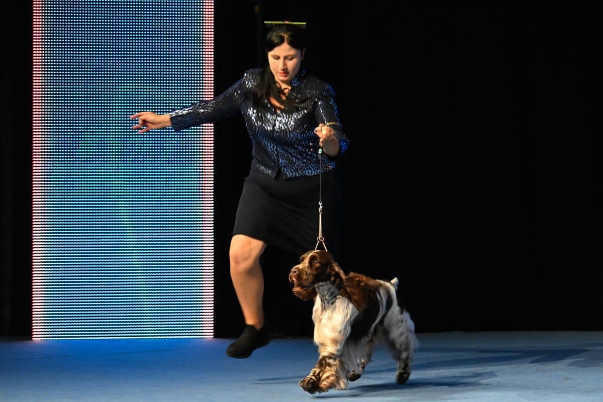 English Springer Spaniel Lordsett The Winner Takes It All (Poland) Owner: Dominika Wiśniewska