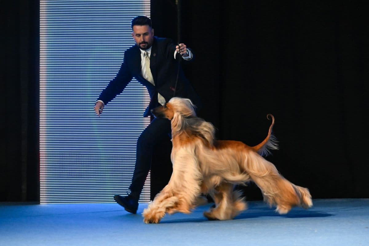 Afghan Hound Tells Kjavu It’s About Time (Sweden) Owners: Brett Hamilton &amp; Noriko Yamada